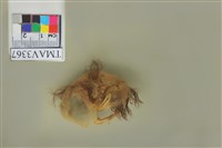 藏品(臺灣紫嘯鶇)的圖片